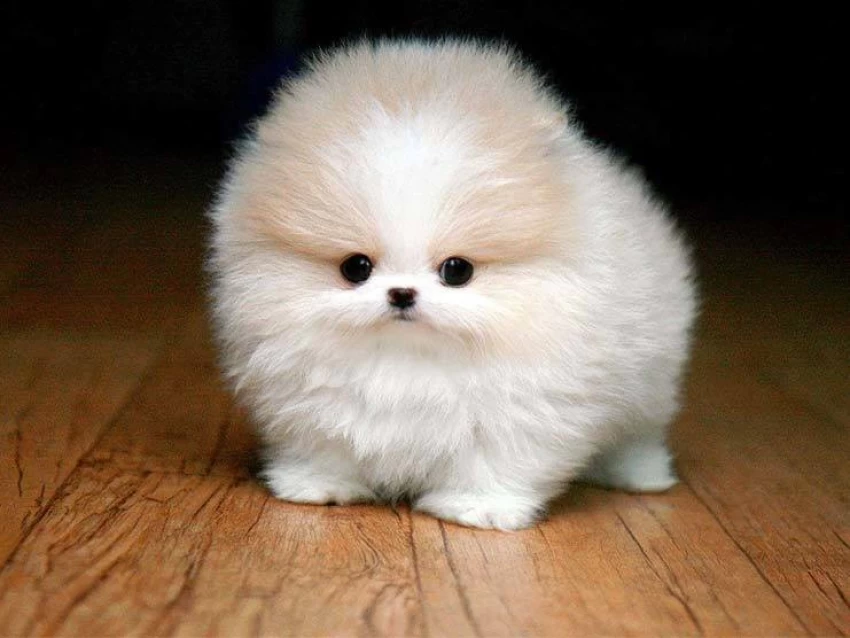 Cute dog from Web